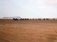 Escursione nel deserto marocchino: trekking in cammello